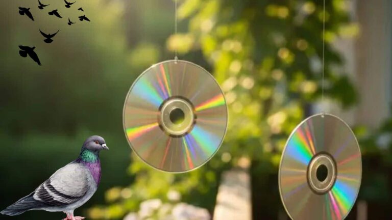  कबूतरों की गंदगी से हैं परेशान? काम में लाइए पुरानी CD, देखिए कमाल