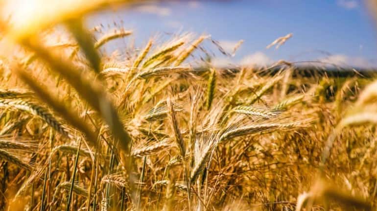 Wheat News: बदला गेहूं खरीद का तरीका, इस साल OMSS जल्द आने की है उम्मीद