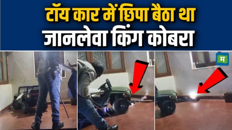 टॉय कार में छिपा बैठा था जानलेवा किंग कोबरा