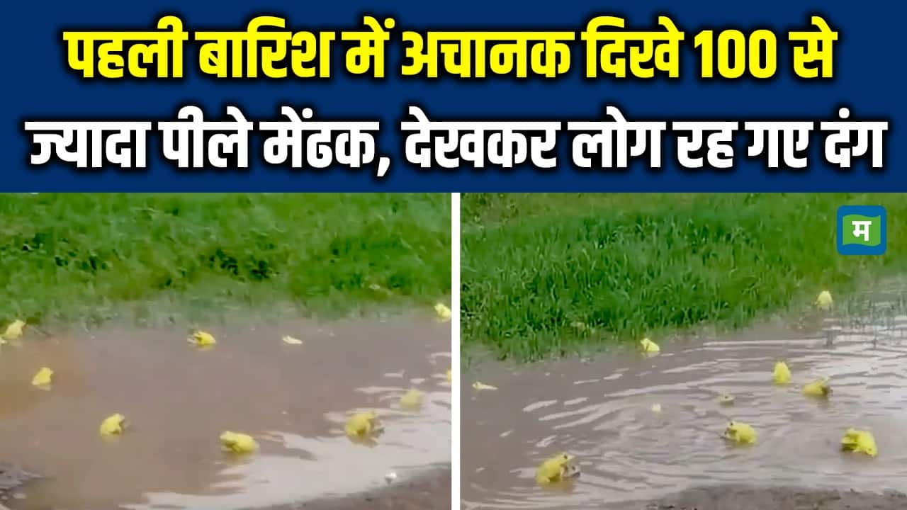 Indian Bullfrog: पहली बारिश में अचानक दिखे 100 से ज्यादा पीले मेंढक