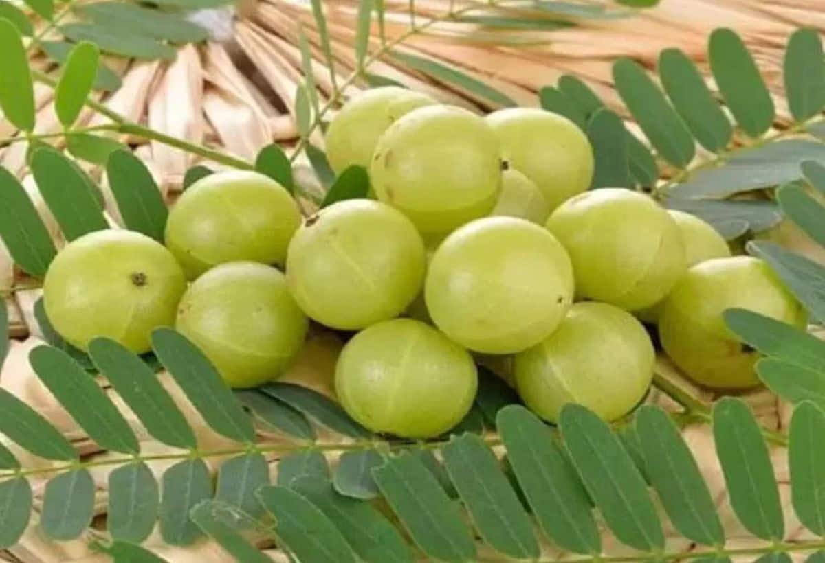 आंवले की खेती से अहमदाबाद के किसान ने की लाखों में कमाई, जानिए कैसे!