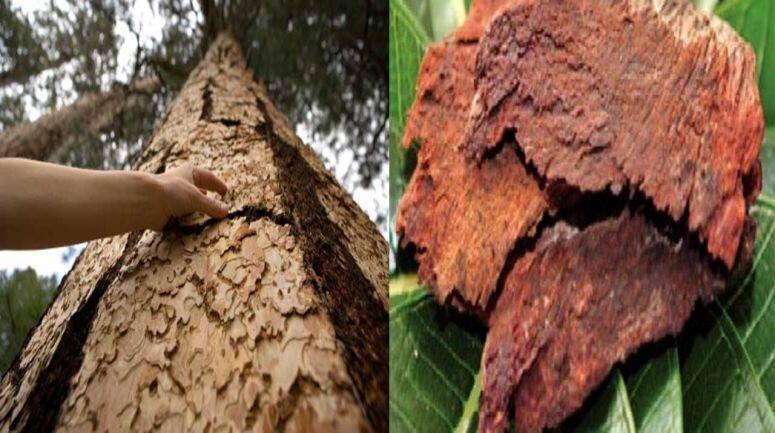 अर्जुन की छाल का पानी रोज पीएं, डायबिटीज और ब्लड प्रेशर की टेंशन होगी खत्म