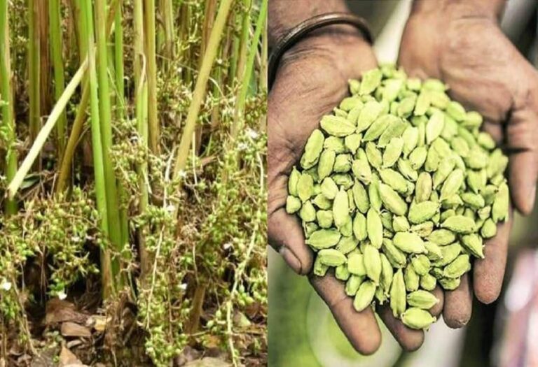 Cardamom Futures Trading: भारत की मसाला इंडस्ट्री के लिए अहम कदम, MCX पर शुरु हुआ इलायची फ्यूचर्स कारोबार