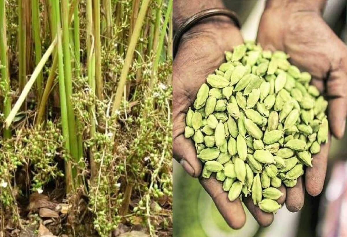 Cardamom Futures Trading: भारत की मसाला इंडस्ट्री के लिए अहम कदम, MCX पर शुरु हुआ इलायची फ्यूचर्स कारोबार