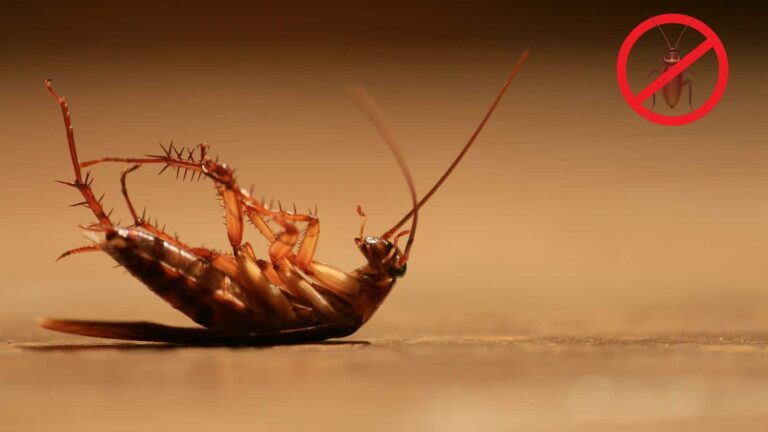 Cockroach: कॉकरोच भी कांप उठेंगे इस घरेलू ट्रिक से! जानिए कैसे करें इस्तेमाल