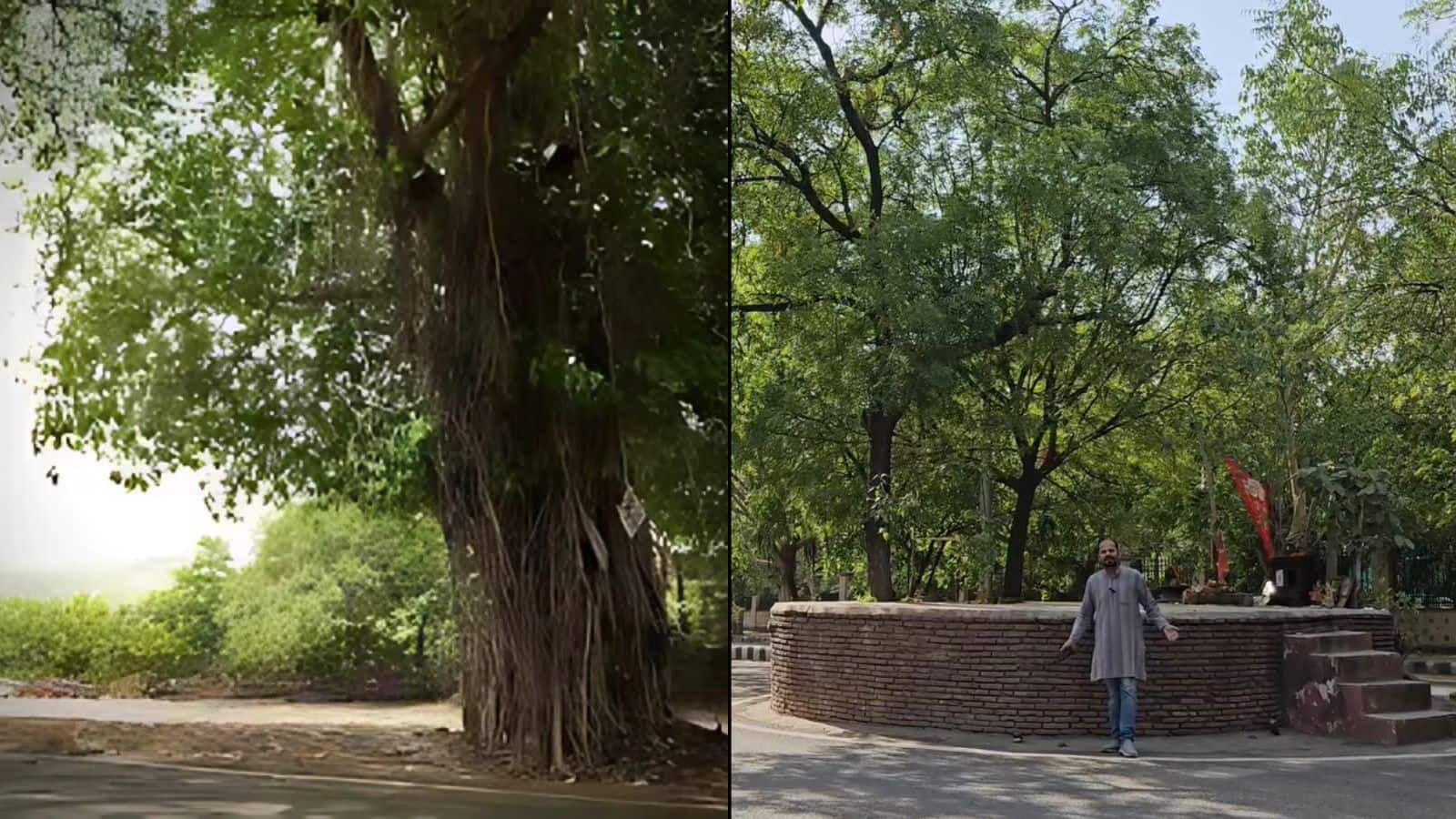 पंचायत के भूतहा पेड़ जैसा है दिल्ली का ये 'भूतिया पेड़', इसे भी लोग दौड़-दौड़ कर करते हैं पार! जानें इसकी पूरी कहानी