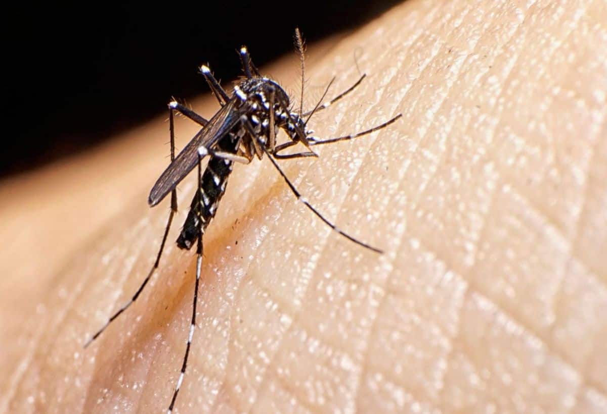 Dengue Mosquito: बारिश में बढ़ जाते हैं डेंगू मच्छर, जान लें कहां और कैसे दिखते हैं ये खतरनाक जीव