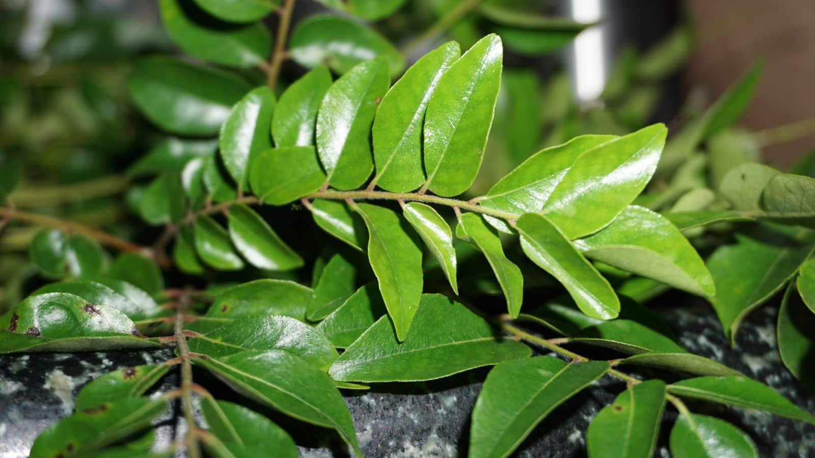 Diabetes: ब्लड शुगर कंट्रोल और ब्रेन हेल्थ के लिए वरदान है करी पत्ता, जानिए कैसे करें सेवन