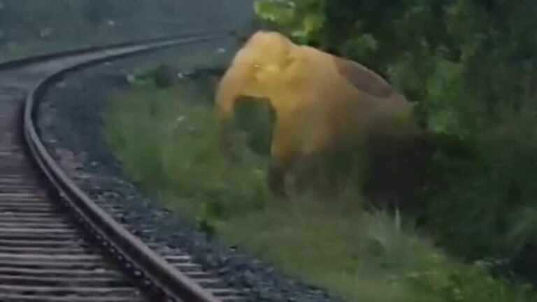 Viral Video: इंसानियत की मिसाल! हथिनी ने रेलवे ट्रैक पर दिया बच्चे को जन्म, ट्रेन ड्राइवर ने दो घंटे तक रोक दी मालगाड़ी