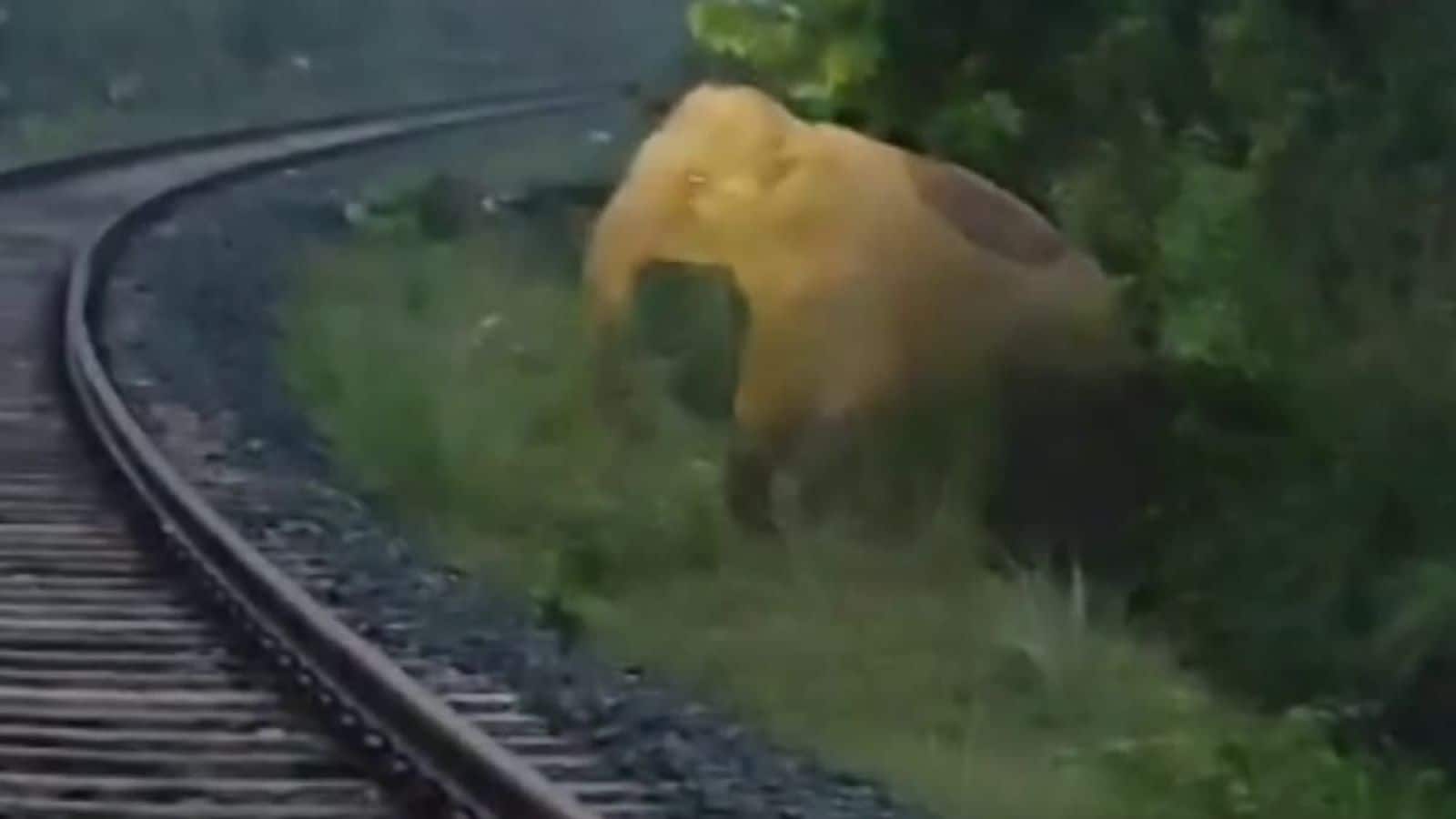 Viral Video: इंसानियत की मिसाल! हथिनी ने रेलवे ट्रैक पर दिया बच्चे को जन्म, ट्रेन ड्राइवर ने दो घंटे तक रोक दी मालगाड़ी