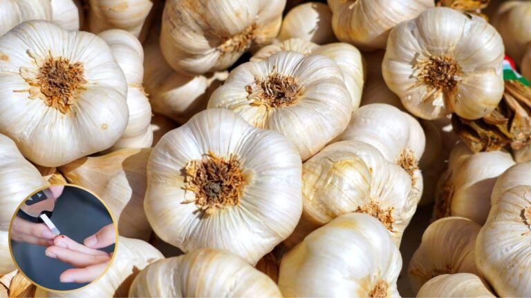 Garlic for Diabetes: सुबह खाली पेट खाएं लहसुन, डायबिटीज मरीजों को होगा जबरदस्त फायदा