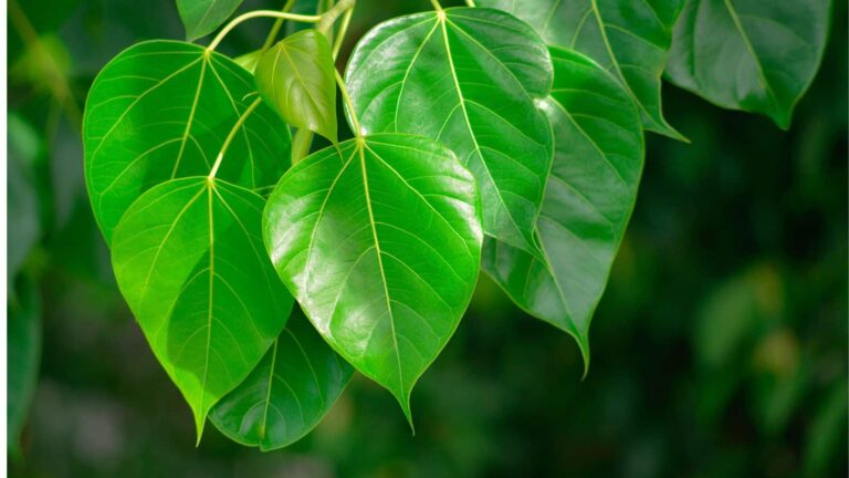 डायबिटीज हो या पेट की समस्या, पीपल का पत्ता बन सकता है रामबाण, जानिए कैसे