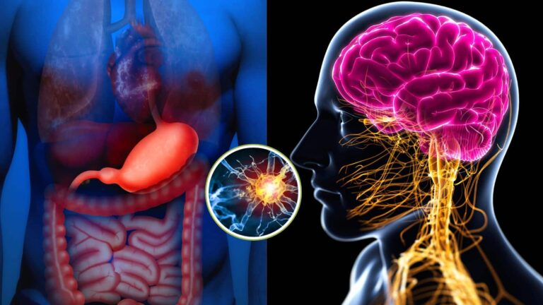 Health Tips: आंतों से कैसे जुड़ा है दिमाग का कंट्रोल रूम? जानिए साइंस का चौंकाने वाला सच