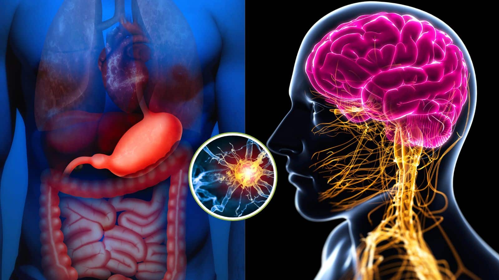 Health Tips: आंतों से कैसे जुड़ा है दिमाग का कंट्रोल रूम? जानिए साइंस का चौंकाने वाला सच