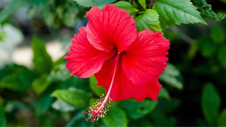 Hibiscus Care: मानसून में मुरझा जाएगा गुड़हल? ये 7 देसी टिप्स फूलों की बहार ला देंगे!