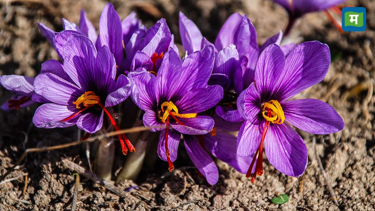 दुनिया का सबसे महंगा मसाला भारत में मिलता है, दाम जानकर उड़ जाएंगे होश