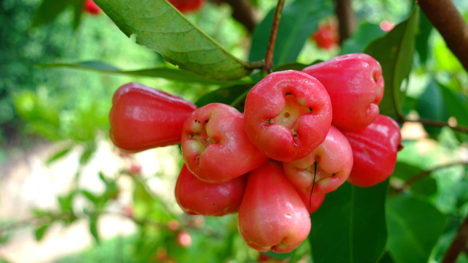 Water Apple for Diabetes: रोज खाएं ये फल, शुगर रहेगा काबू में और एनर्जी मिलेगी डबल