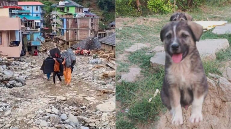 कुत्ते ने भौंक-भौंक कर बचा ली 67 लोगों की जान, कुछ ही पल में भूस्खलन में तबाह हो गया हिमाचल का ये पूरा गांव