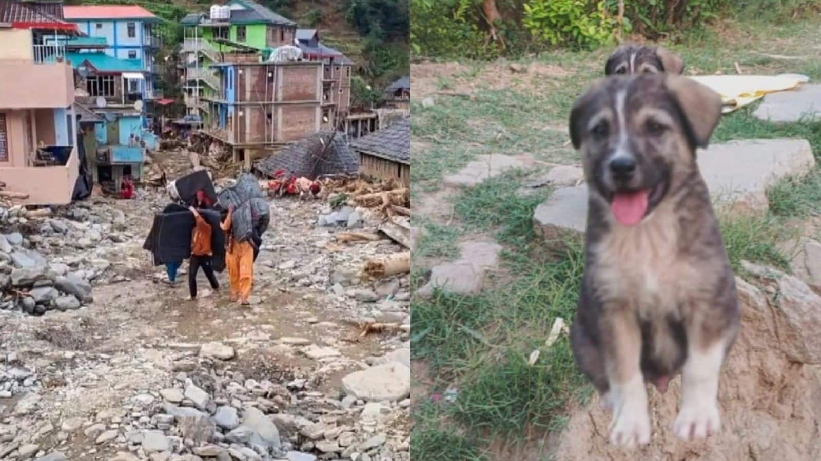 कुत्ते ने भौंक-भौंक कर बचा ली 67 लोगों की जान, कुछ ही पल में भूस्खलन में तबाह हो गया हिमाचल का ये पूरा गांव