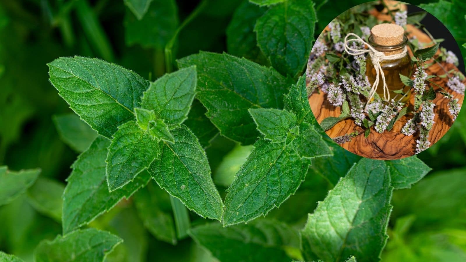 मेंथा ऑयल नेचुरल है या सिंथेटिक, ऐसे करें पहचान