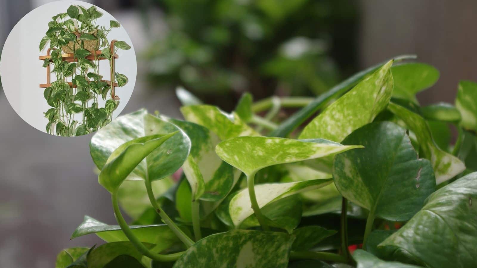 बार-बार लगाने पर भी सूख जाता है मनीप्लांट तो अपनाएं ये ट्रिक, जानें सही लगाने और ग्रो करने का तरीका