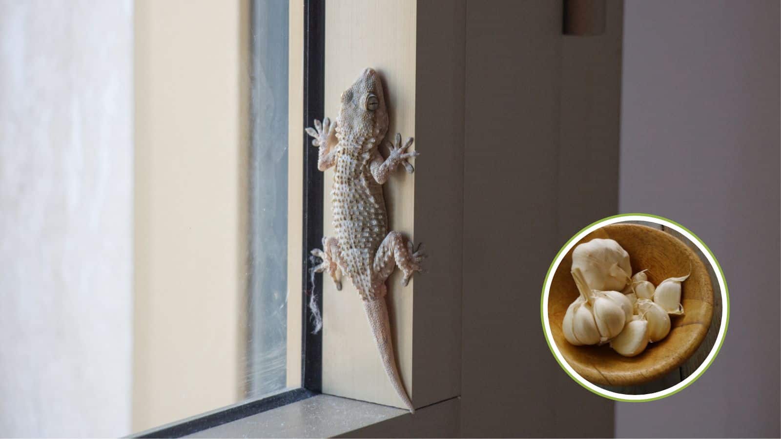 गर्मी-बरसात में छिपकलियां कर रही हैं तंग? ये 5 देसी उपाय कर देंगे काम तमाम