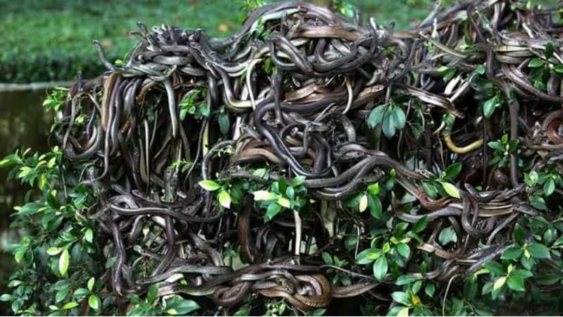 Brazil Snake Island: हर कदम पर मौत! ब्राजील के 'स्नेक आइलैंड' पर इंसानों की एंट्री क्यों है बैन?