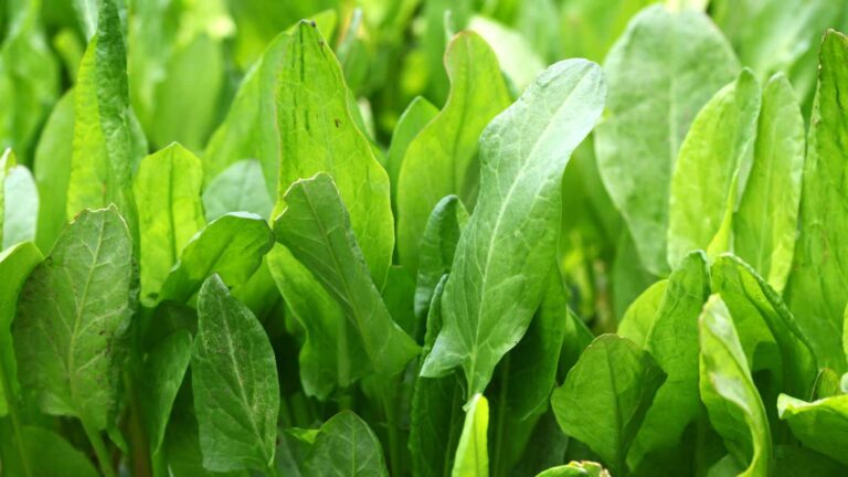 Sorrel Leaves: डायबिटीज, बीपी और स्किन प्रॉब्लम से हैं परेशान? खट्टे पालक से पाएं बिना दवा के राहत