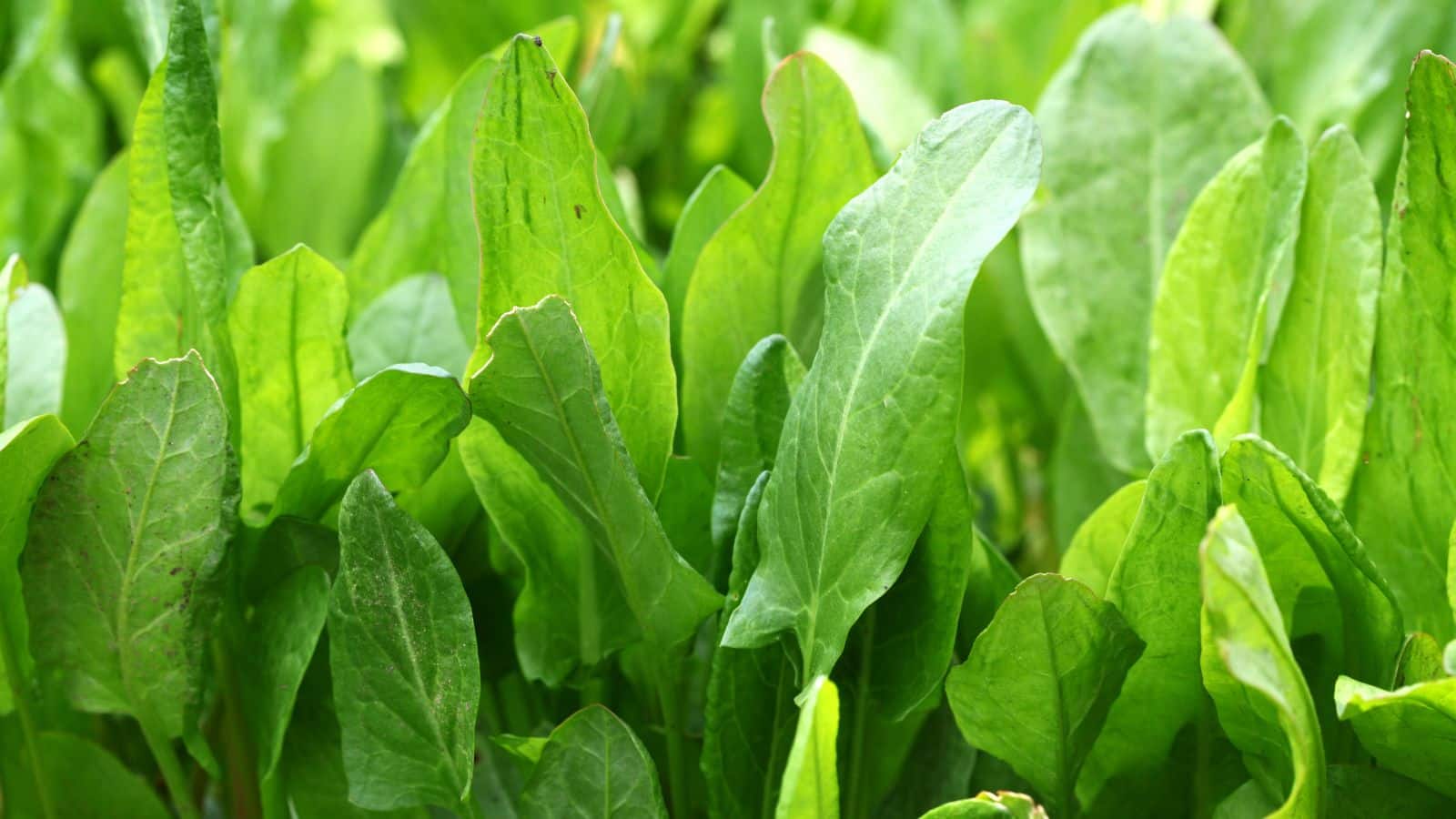 Sorrel Leaves: डायबिटीज, बीपी और स्किन प्रॉब्लम से हैं परेशान? खट्टे पालक से पाएं बिना दवा के राहत