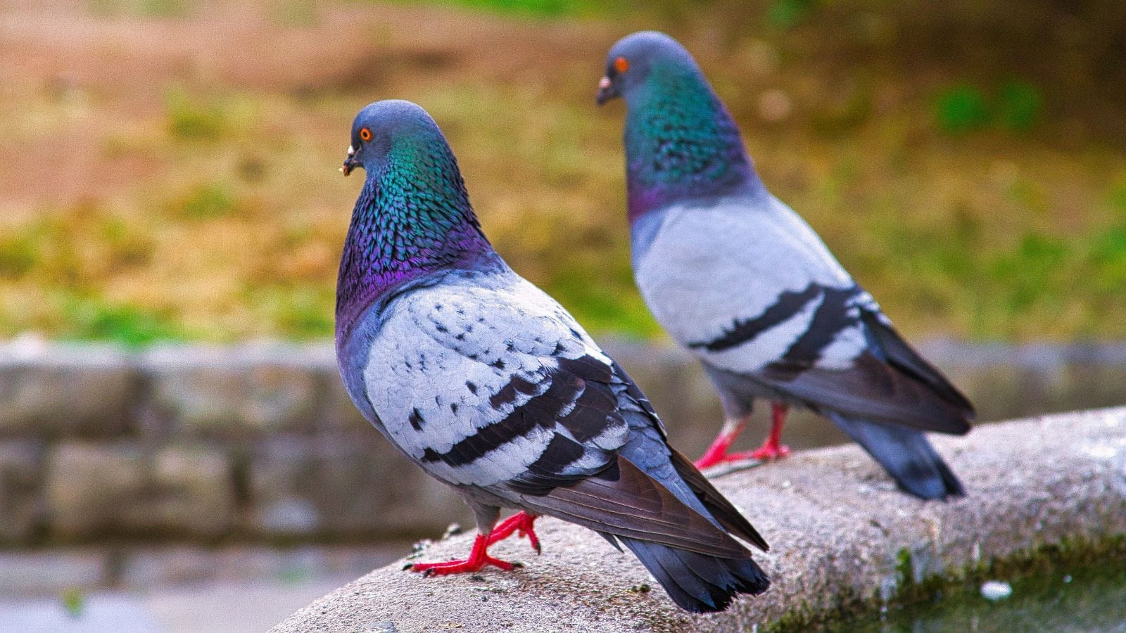 दिल्ली में मुसीबत बने ये पक्षी, इनसे फैल रही हैं जानलेवा बीमारियां...अब MCD उठाने जा रही ये बड़ा कदम