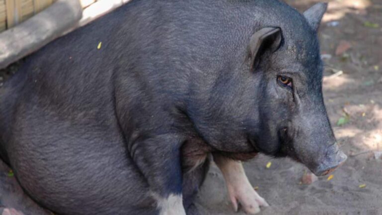 700 किलो तक मोटा कर सुअर को बनाया जाता है बलि का बकरा, वजह जानकर रह जाएंगे हैरान!