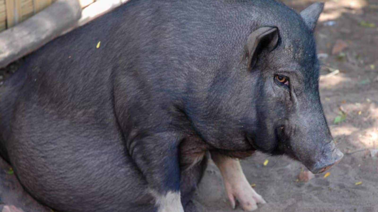 700 किलो तक मोटा कर सुअर को बनाया जाता है बलि का बकरा, वजह जानकर रह जाएंगे हैरान!