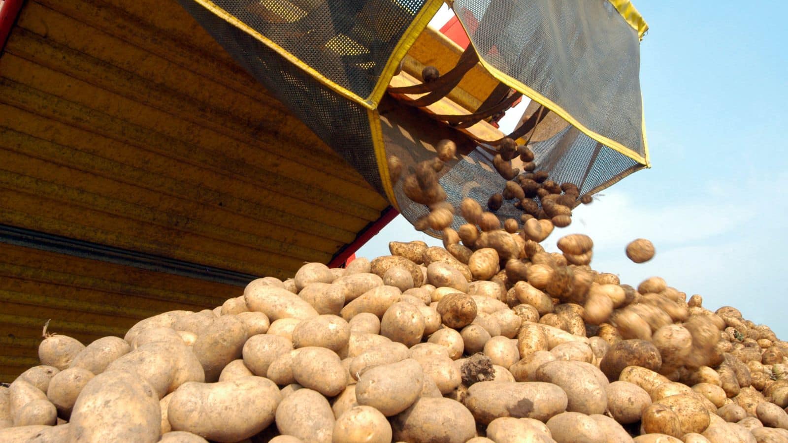 भारत नहीं, इस देश में उगते हैं सबसे ज्यादा आलू, आंकड़े देख उड़ जाएंगे होश!