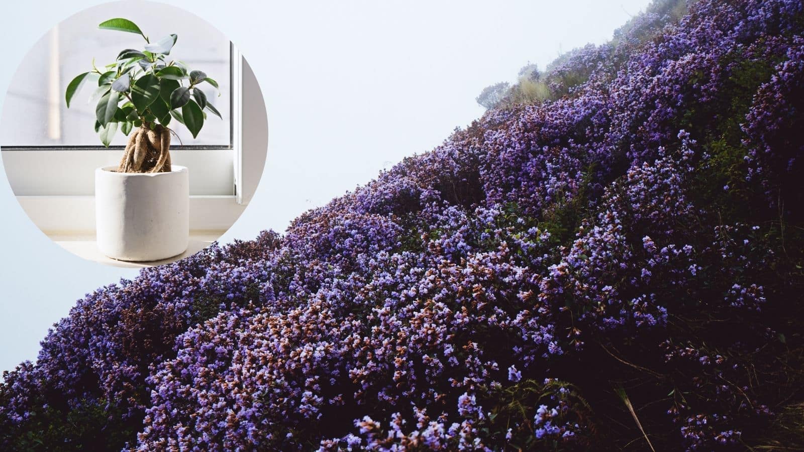 Expensive Plants: ये हैं भारत के सबसे मंहगे और रेयर प्लांट, लाखों रुपए हैं एक पौधे की कीमत!