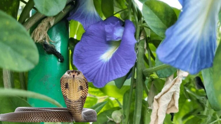 Snake: सांप आए तो डरें नहीं! बस लगाइए ये पौधा और देखिए कैसे भागते हैं रेंगते मेहमान