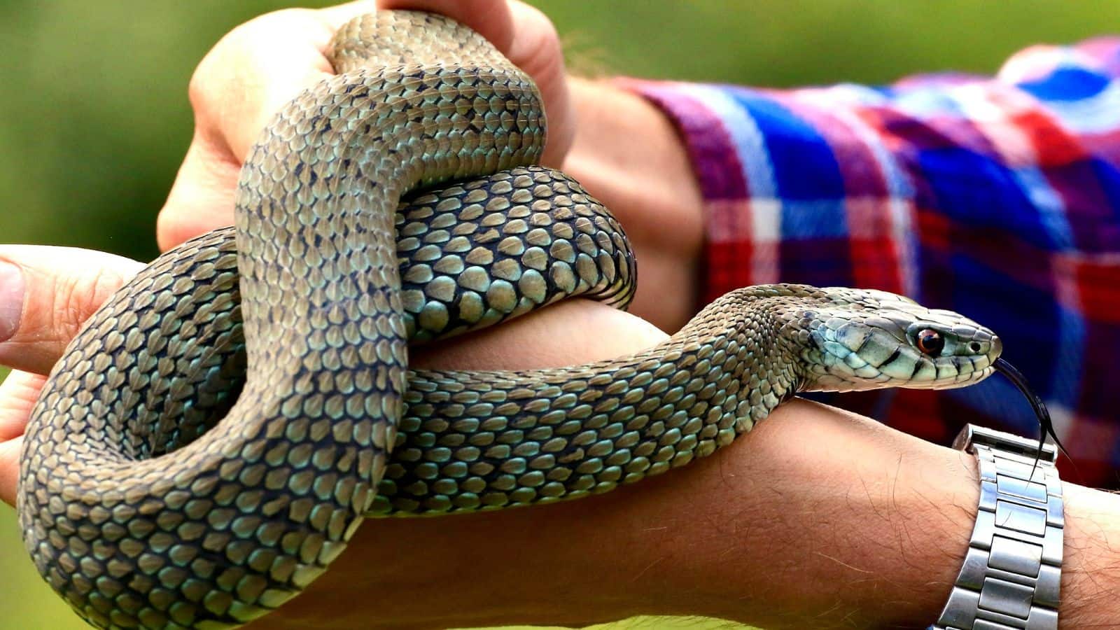 Snake: नशे में धुत युवक ने सांप को गाजर-मूली की तरह चबा डाला! लोग देख रह गए दंग
