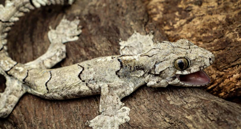 कभी उड़ती हैं तो कभी रंग बदलती हैं, आखिर क्या है भारत की खास लिजर्ड्स के राज?