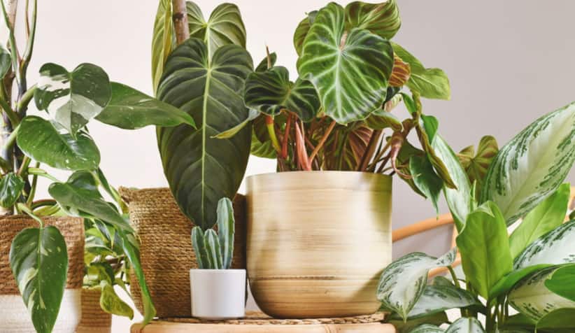 इन 9 इनडोर पौधों से बन सकती है दिक्कत! सजावट से पहले जान लें नुकसान