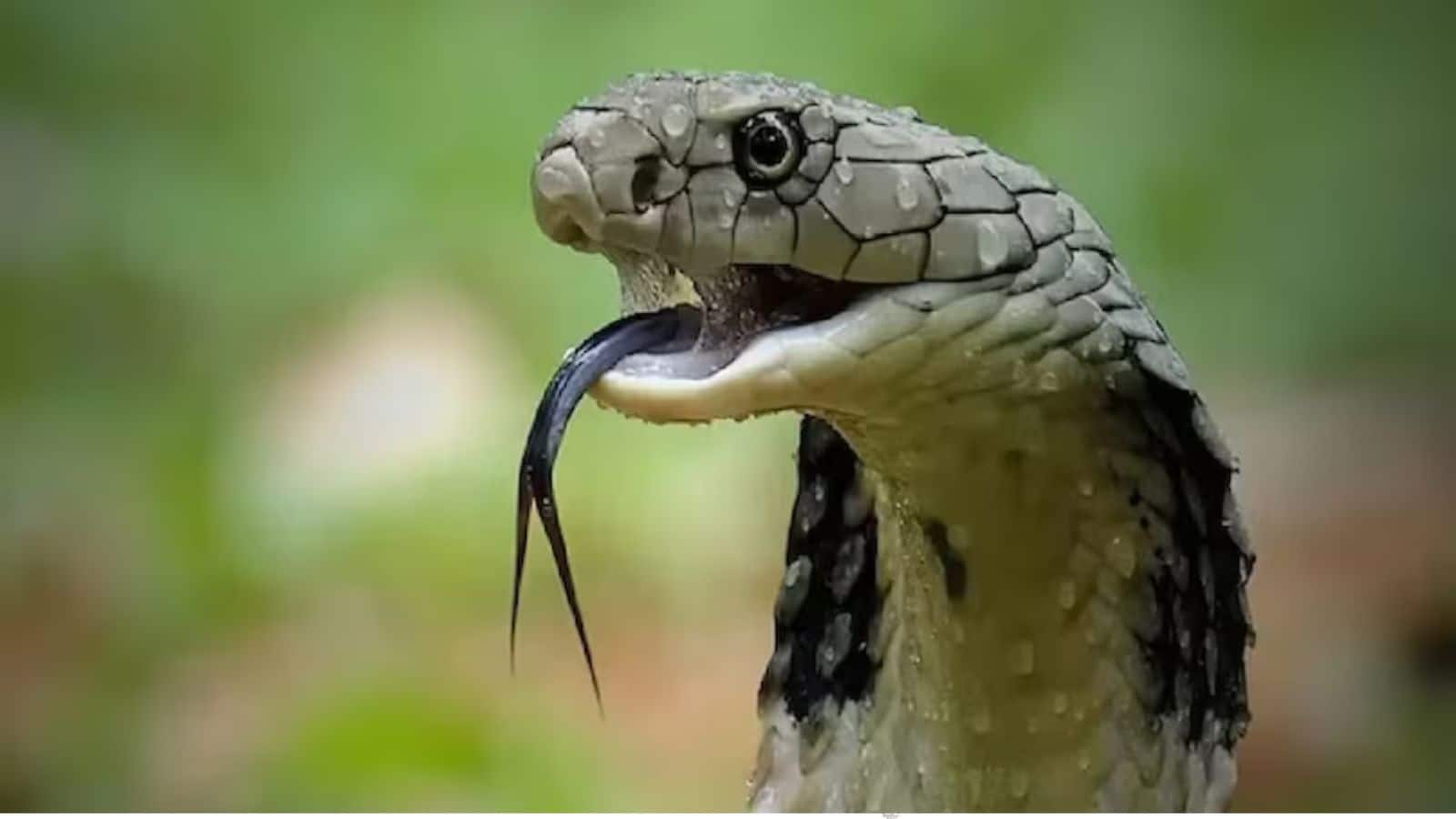 Snake: सांप घर से रहेंगे कोसों दूर, बस अपनाओ ये देसी जुगाड़, बारिश में भी 100% सेफ्टी पक्की!