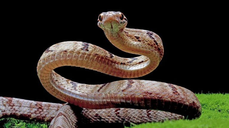 Snake in Monsoon: कोबरा, करैत या वाइपर? जानिए कौन सा सांप कहां दिखेगा