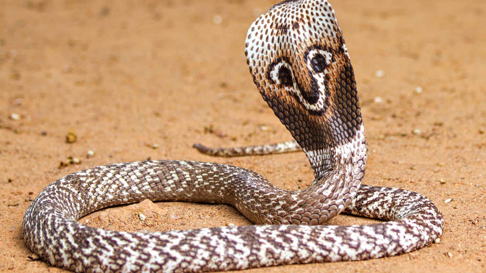 Bihar News: खिलौना समझ एक साल के बच्चे ने चबा डाला खतरनाक कोबरा सांप, फिर हुआ ये चमत्कार