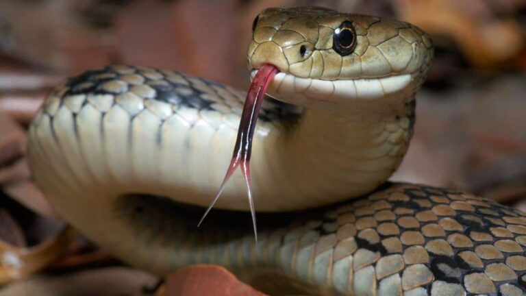 Snake: बाथरूम से लेकर बेडरूम तक दिख सकते हैं सांप, बचाव के लिए अपनाएं ये ट्रिक!