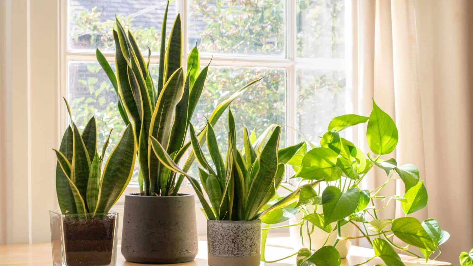 Snake Plant Care: एयर प्यूरीफायर की तरह काम करता है स्नेक प्लांट, जानिए इसे लगाने और मेंटेन करने का सही तरीका