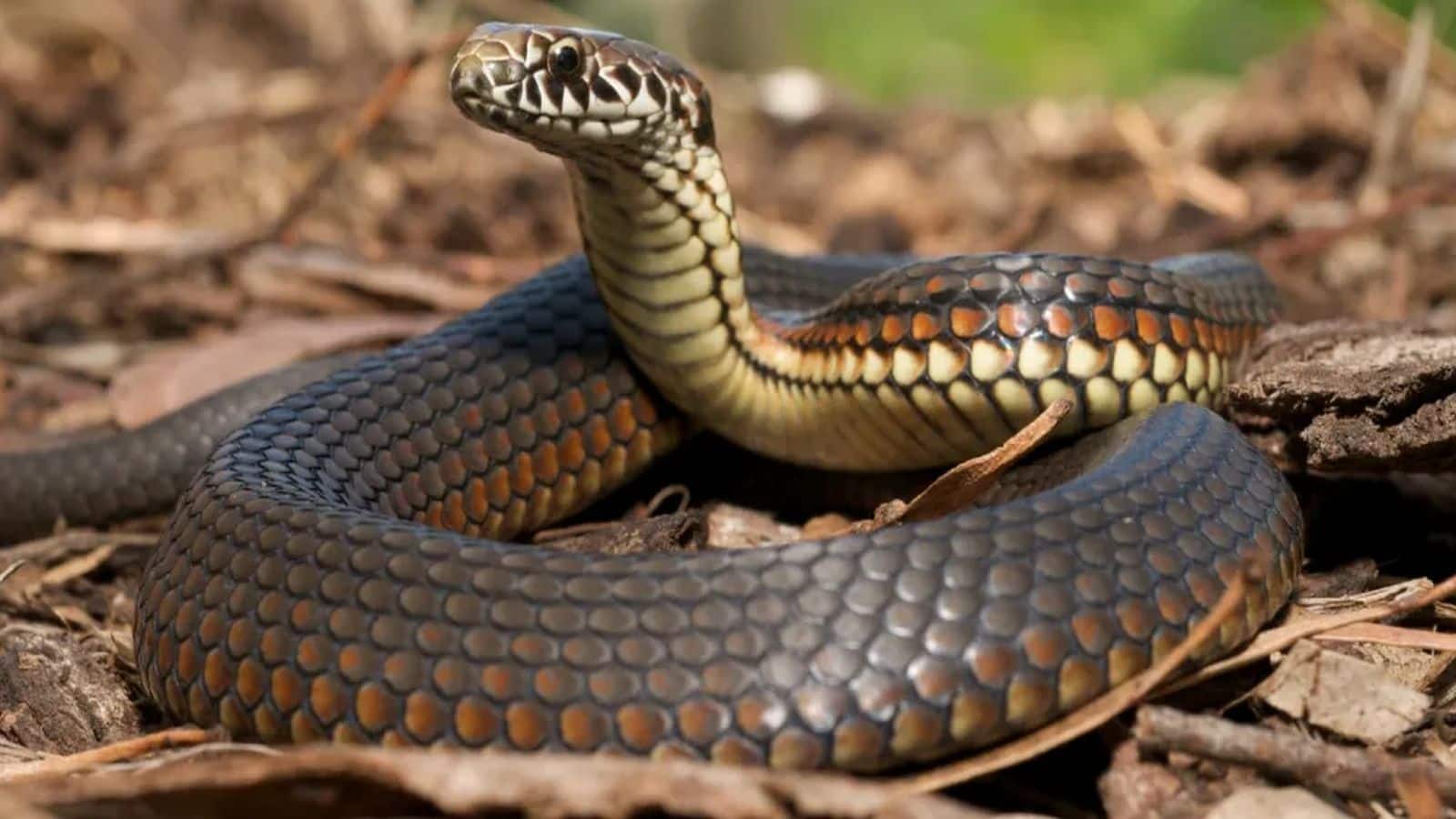 Snake Facts: क्या सांप सच में 500 साल तक जिंदा रहते हैं? जानिए वैज्ञानिक सच