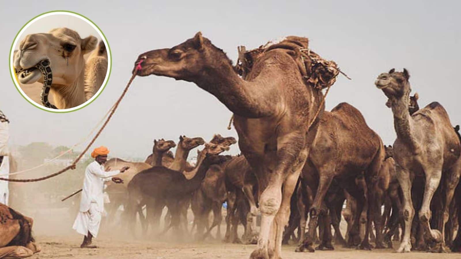 ऊंट के आंसू की ताकत जानकर रह जाएंगे दंग, सांप के जहर को कर देता है बेअसर!