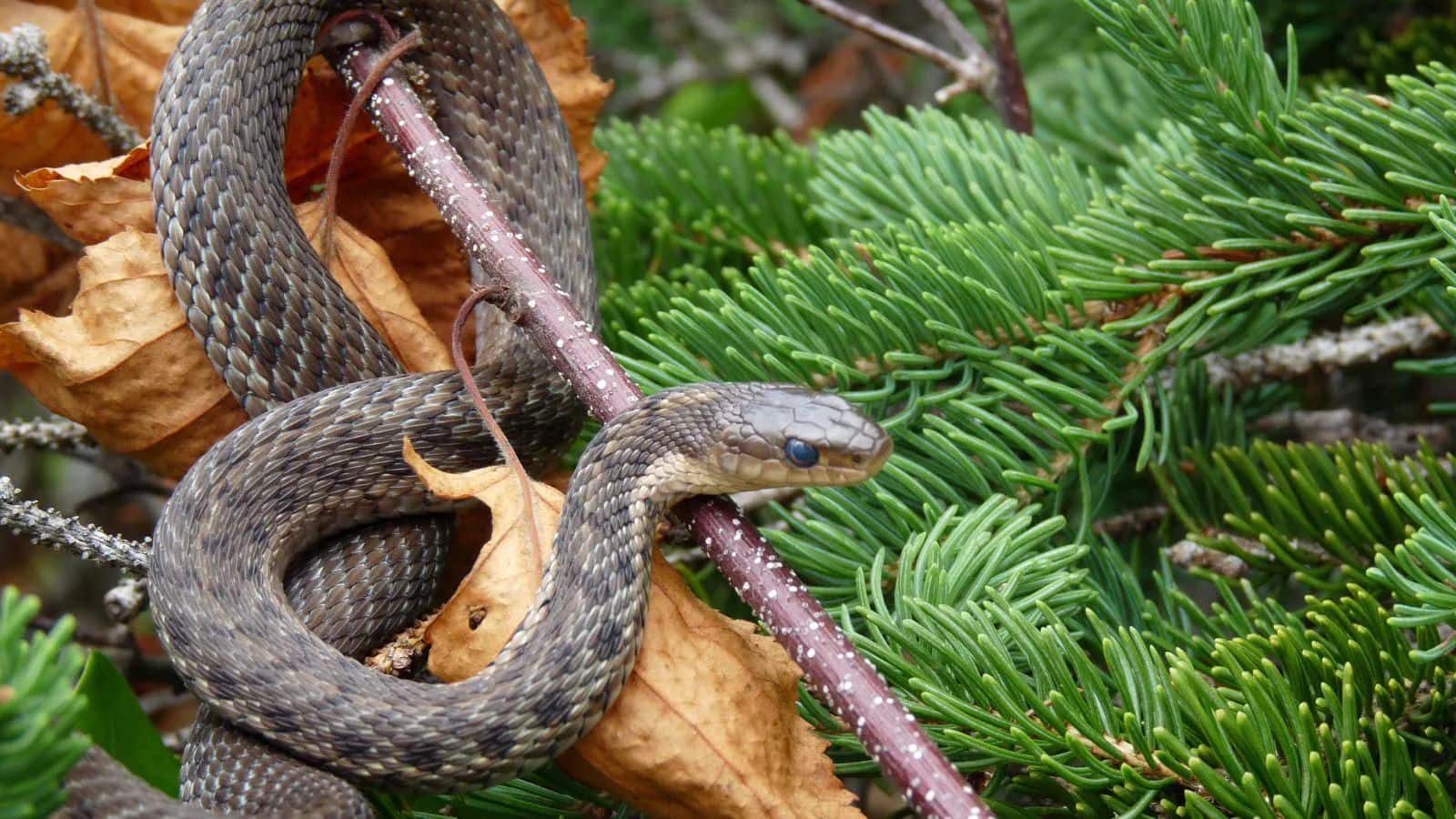 Snakes: बरसात के मौसम में दिखते है ये 7 सांप, जानिए कौन सा होता है सबसे ज्यादा खतरनाक?