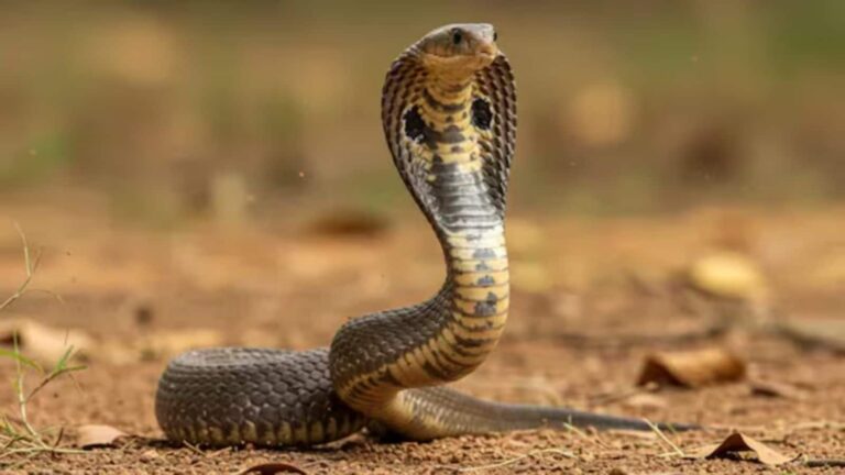 तेलंगाना में एक साथ दिखे दर्जनों चश्मे वाले कोबरा, जिसे काटते हैं वो पानी भी नहीं मांगता!