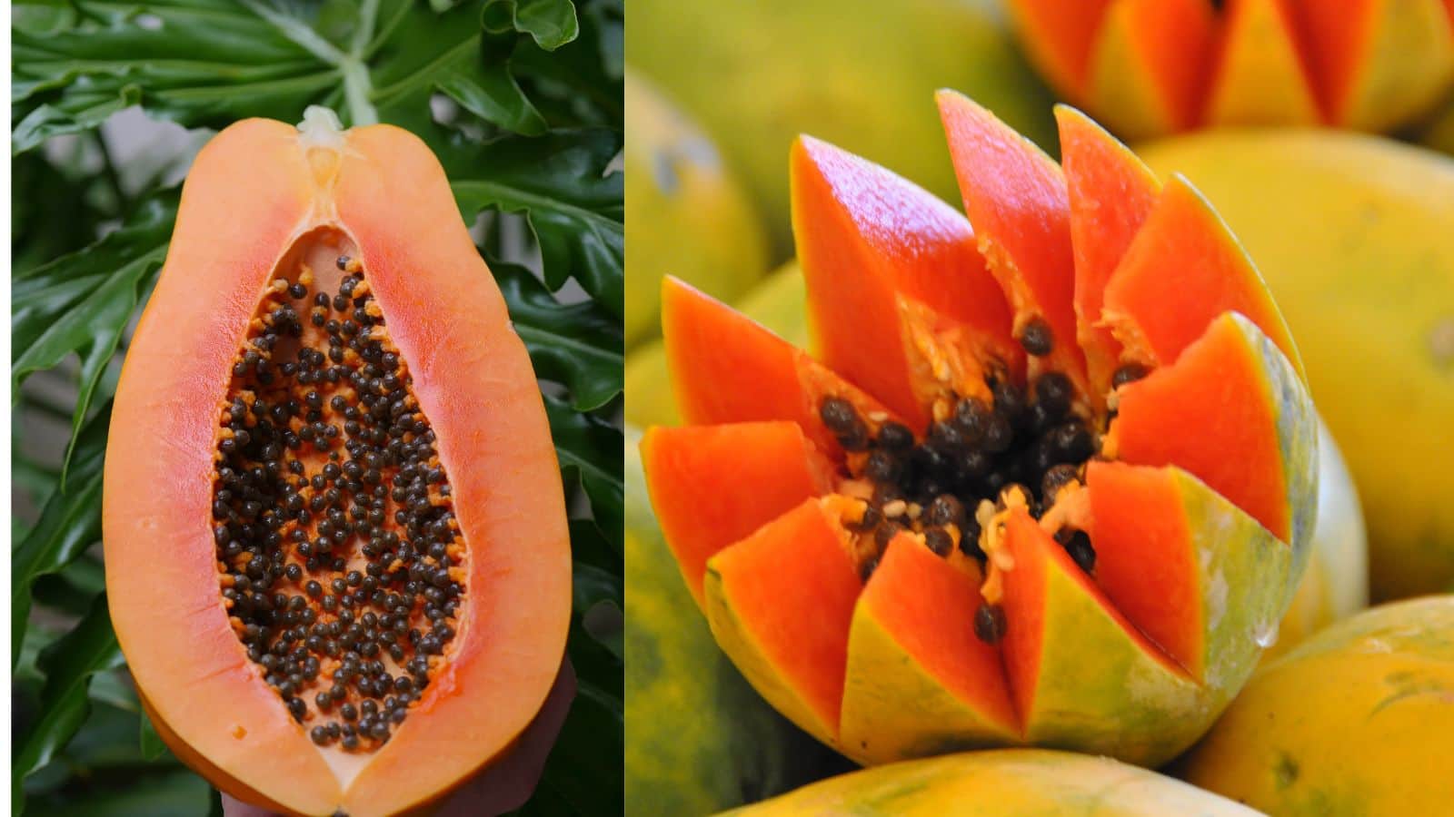 Papaya: लंबा पपीता है मीठा या गोल? जानिए कौन सा देता है स्किन और पेट को ज्यादा फायदा