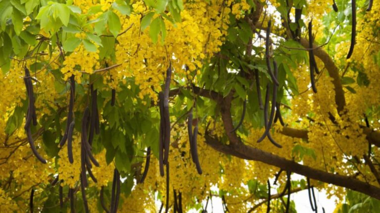Amaltas Benefits: डायबिटीज में वरदान है अमलतास! जानिए कैसे करें पत्तियों का सही सेवन