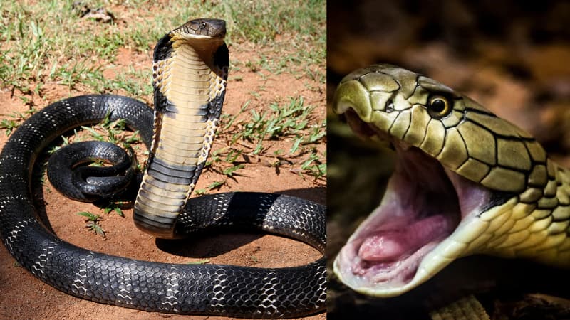 King Kobra Unknown Facts: किंग कोबरा जो है खतरनाक और समझदार..जानिए इस जहरीले शिकारी की कुछ अनोखी बातें
